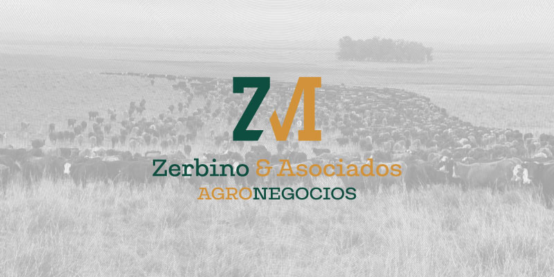 150 terneros y terneras cruzas muy parejos