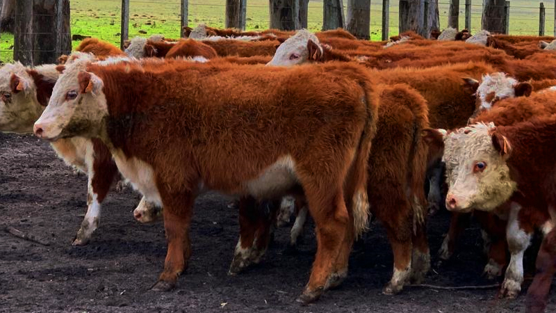 "No vamos a salvar el cambio climático por dejar de consumir carne"