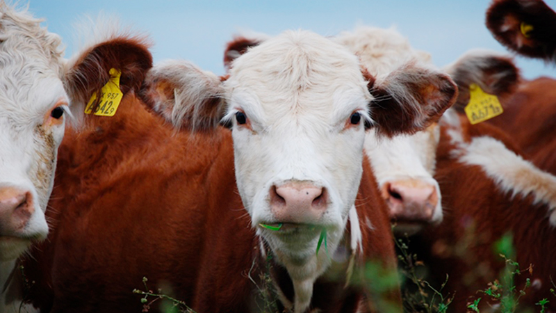 Sorpresiva estabilidad del rodeo vacuno