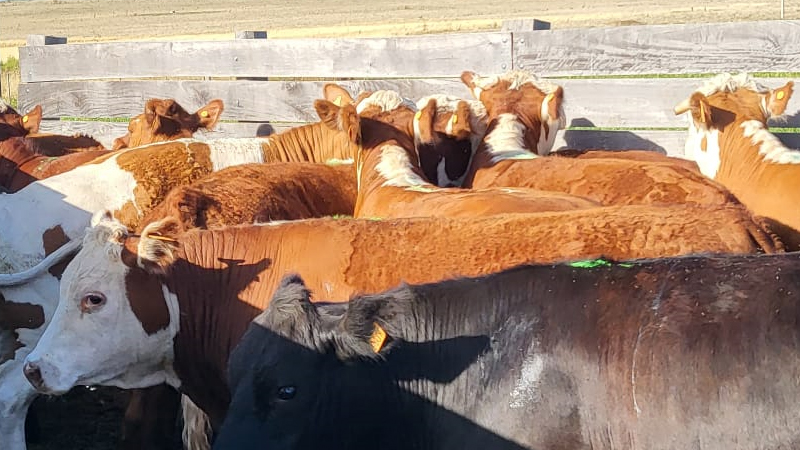 Martín Zerbino analiza la situación actual del mercado de ganado gordo en entrevista con "Punto de equilibrio" en Radio Carve