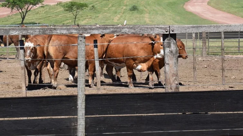 Al tiempo que el precio de los granos baja, el del ganado gordo tiende a estabilizarse.