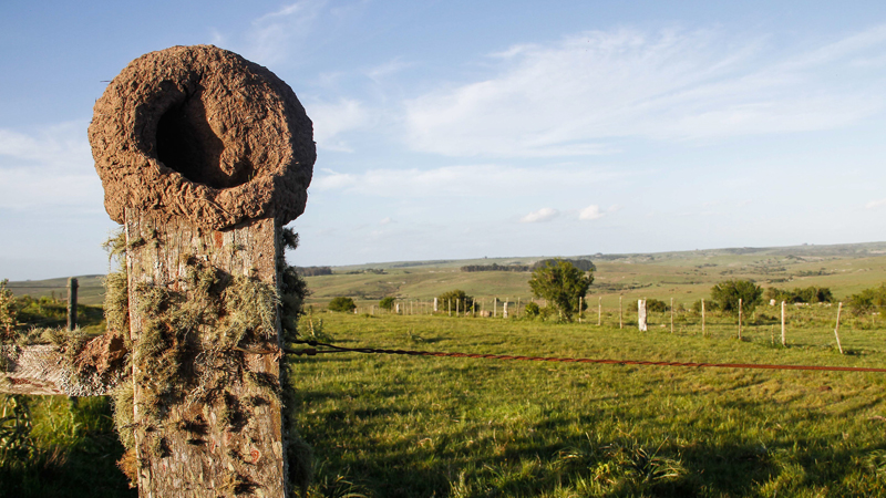 En 2022 se comercializaron más de 291.000 hectáreas para uso ganadero, un 26% más que el año anterior