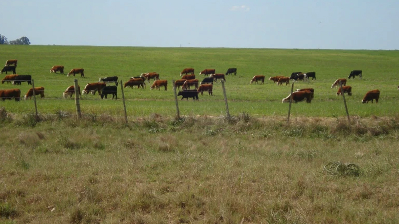 El segundo semestre será similar al primero en el mercado internacional, pero con mejora de los precios