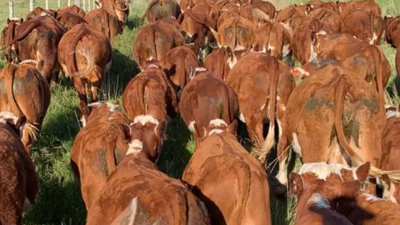 Mercado del gordo con poca actividad y preferencia por el novillo especial y pesado