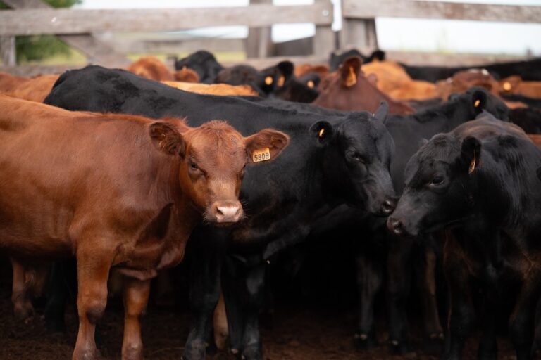 Lote de 120 novillos Hereford bien terminados