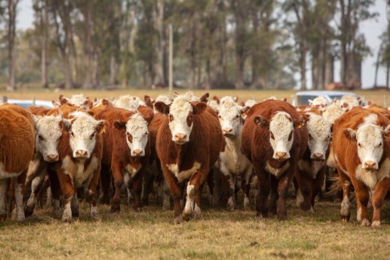 24 Terneros y Terneras