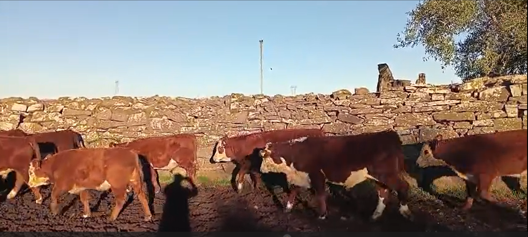 Terneros as en Salsipuedes – Tacuarembó