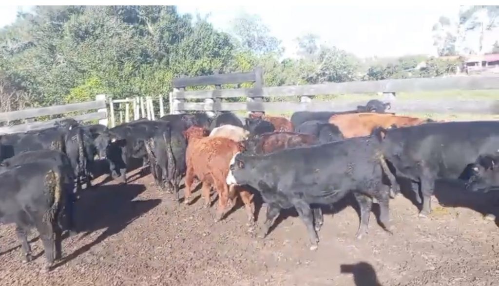 50 terneros enteros en Aiguá