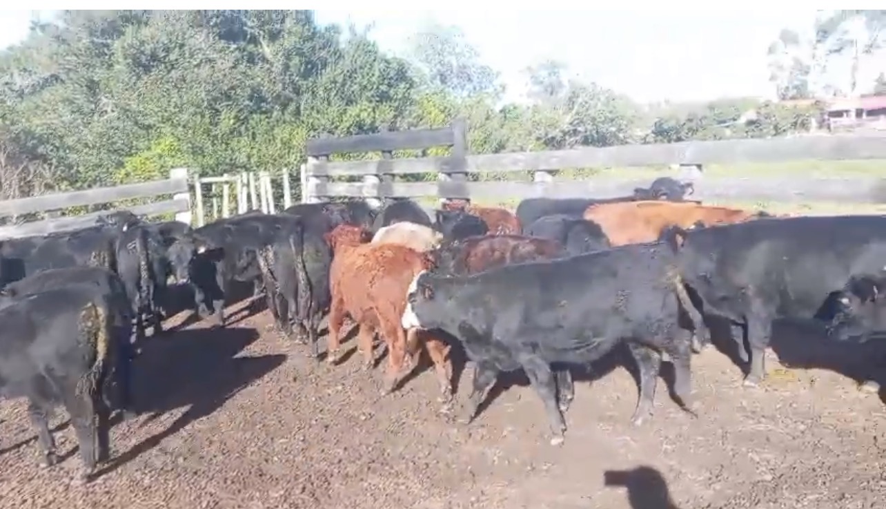 50 terneros enteros en Aiguá