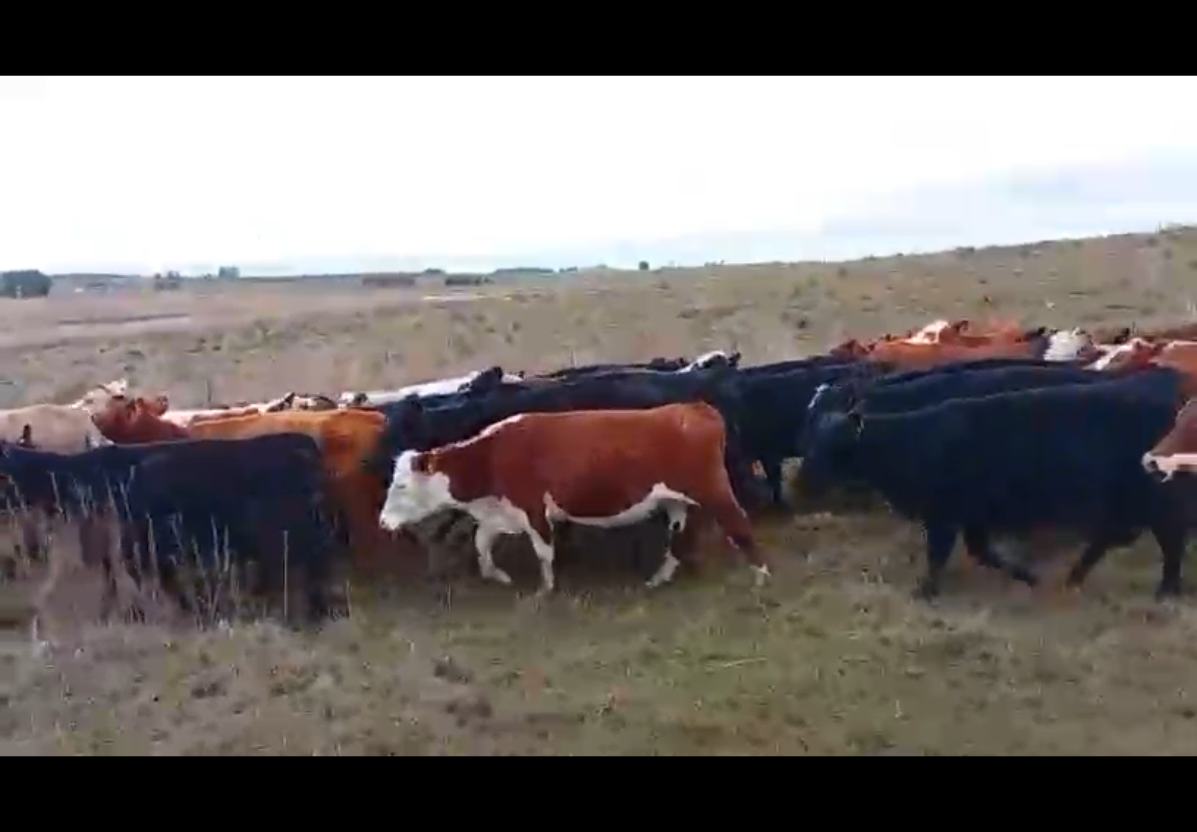 280 Vacas Preñadas