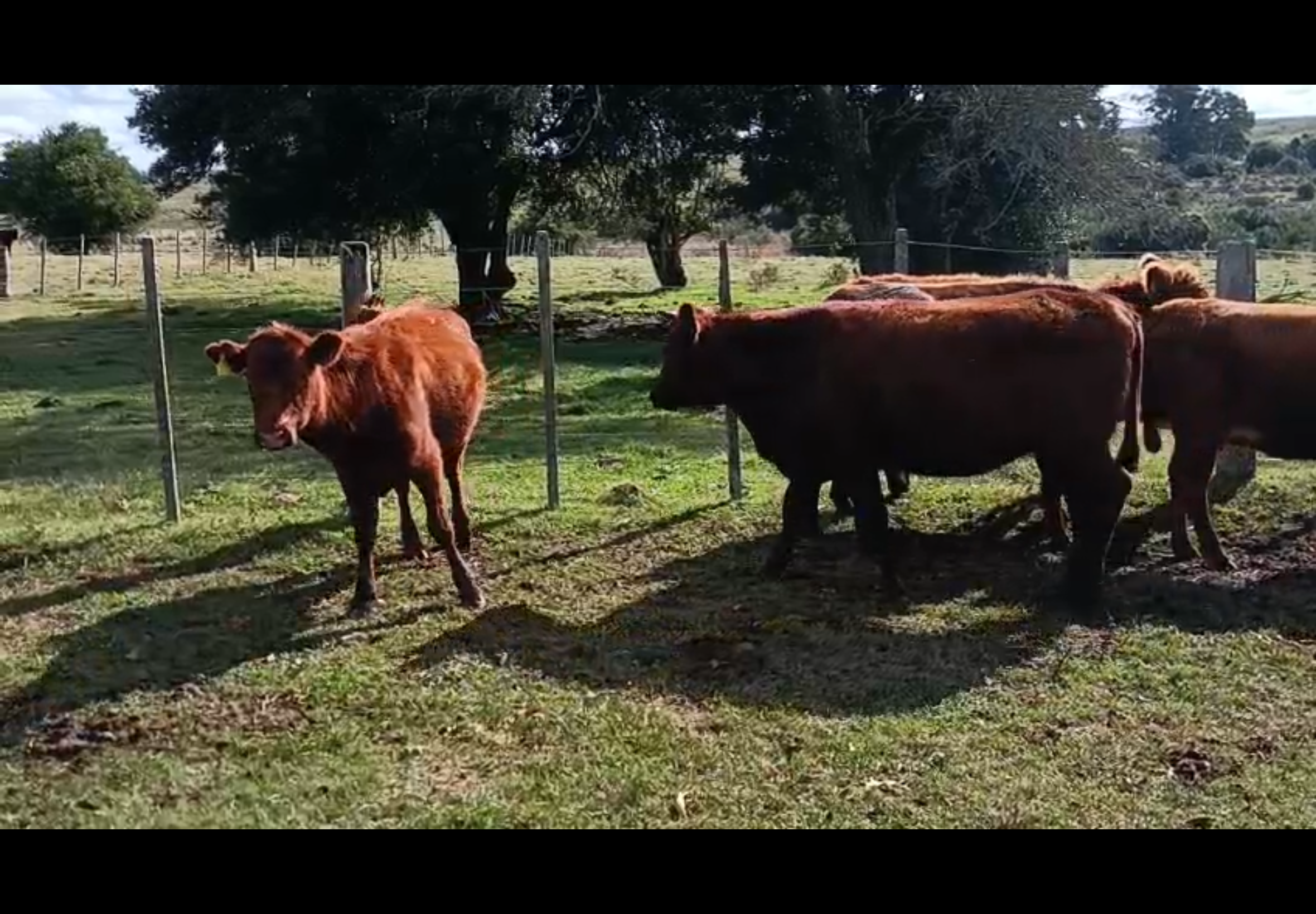 50 Vaquillonas preñadas