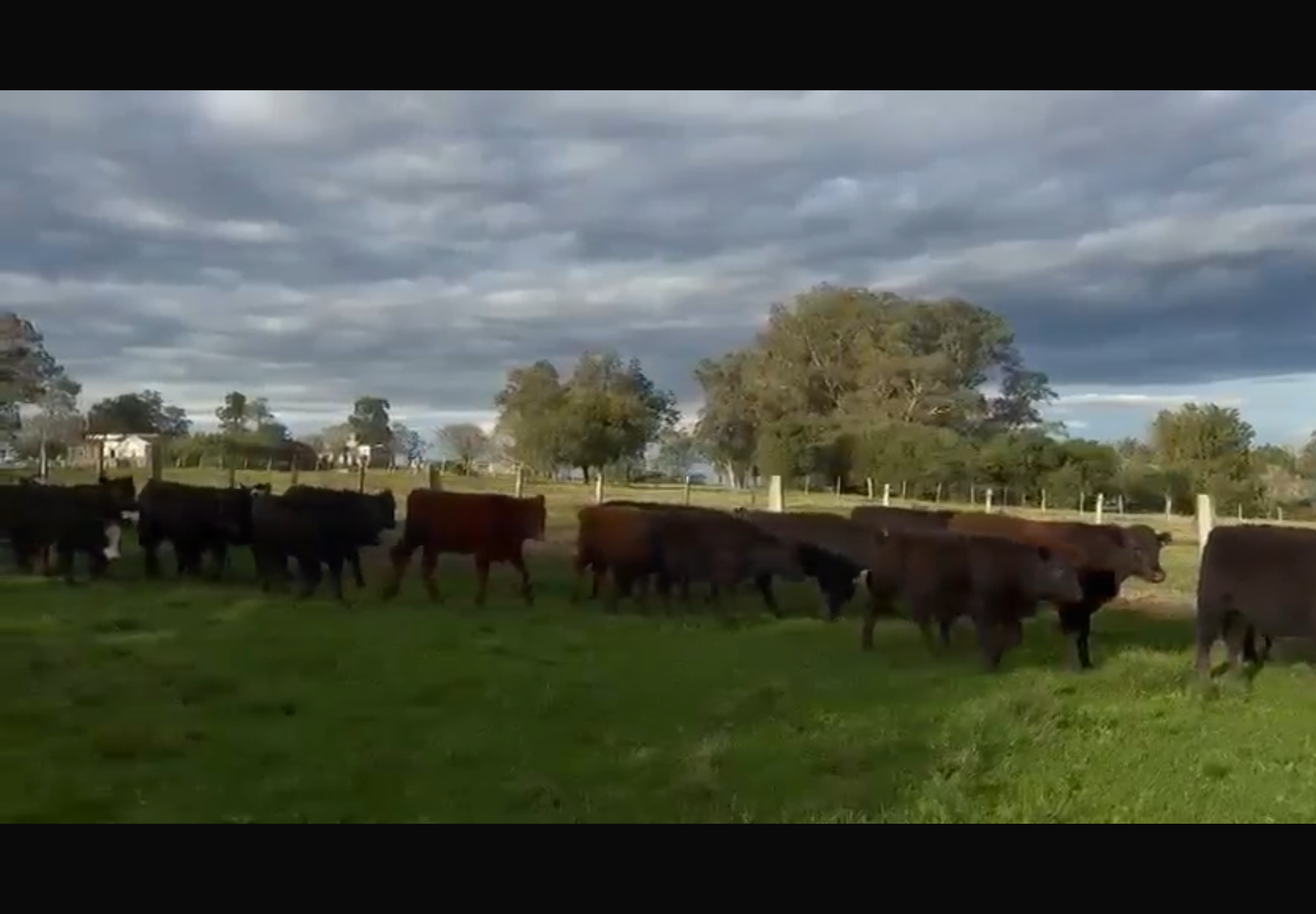 2 lotes de Terneros (se venden juntos o separados)