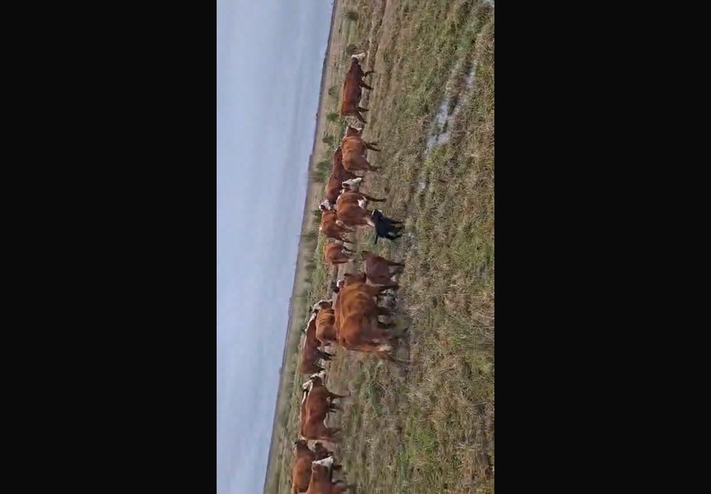 25 Vacas Preñadas