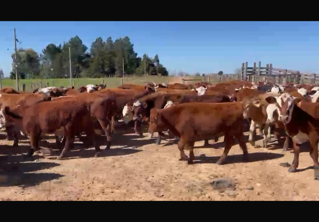 96 Terneros Castrados