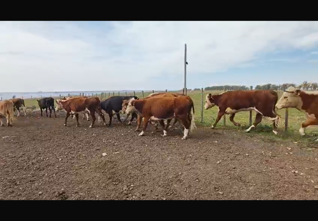 41 Vacas invernada