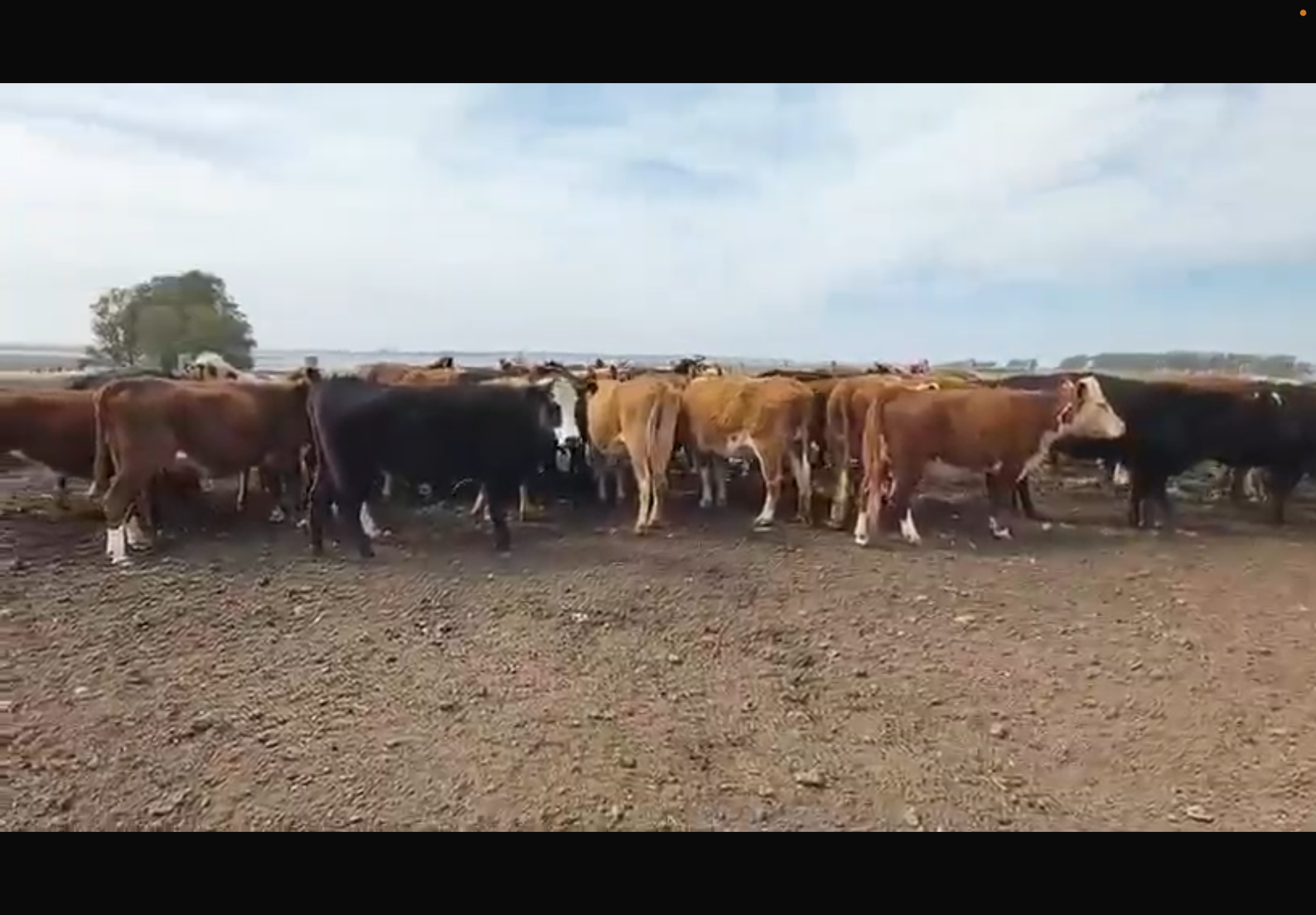 41 Vacas de Invernada