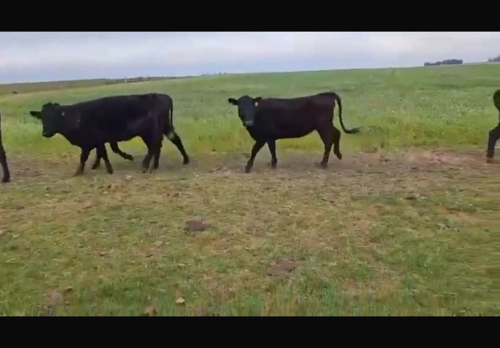 53 Vacas Preñadas