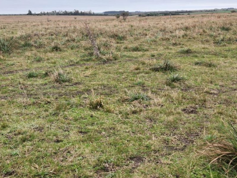 Campo agrícola en Paysandú, 169has, muy buenos suelos