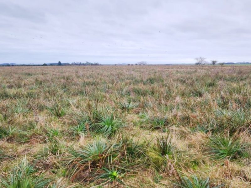 Campo agrícola en Paysandú, 169has, muy buenos suelos