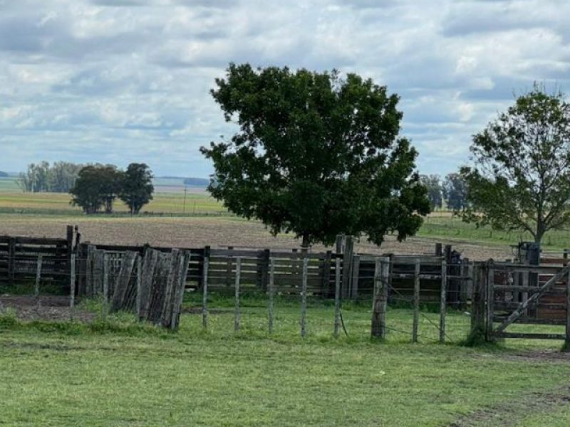 Campo agrícola/ganadero en Rocha