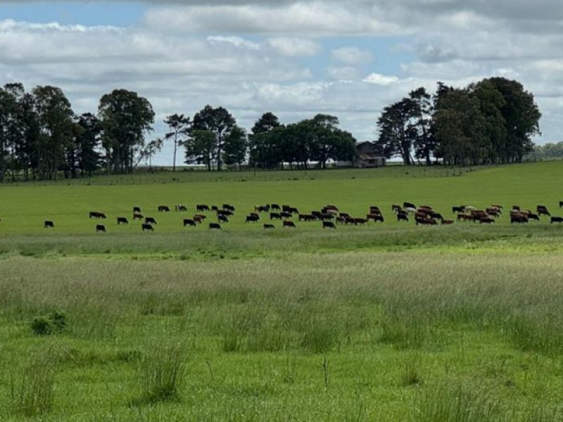 Campo agrícola/ganadero en Rocha