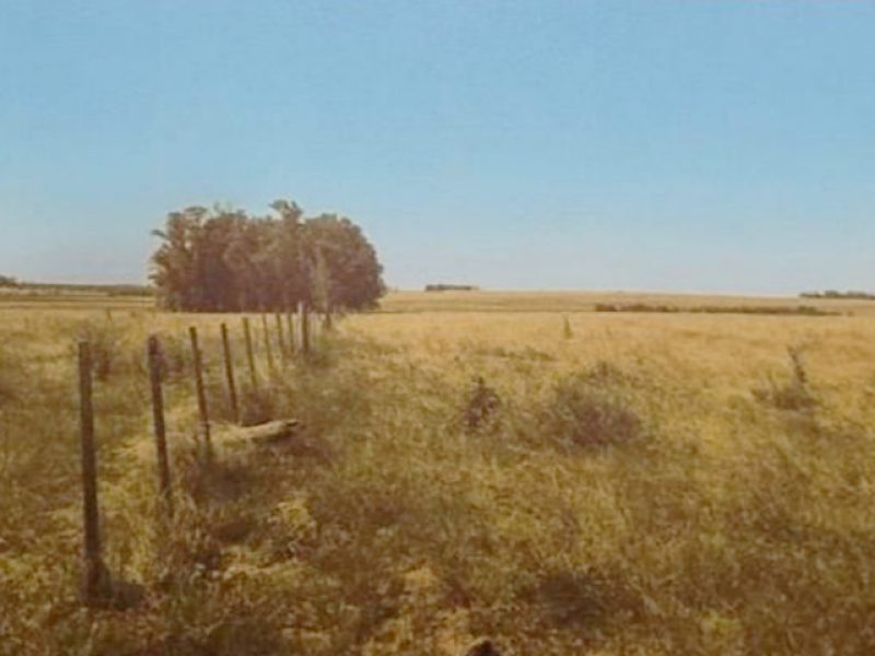 Campo en Salto: 595has.