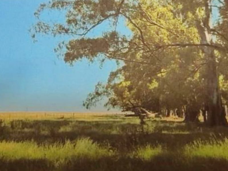 Campo en Salto: 595has.