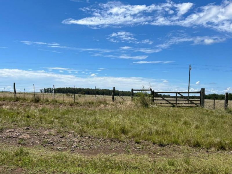 Campo en Salto: 595has.