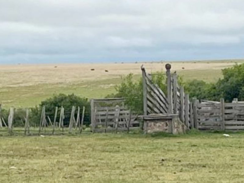 Campo en Sarandí del Yí: 616has.
