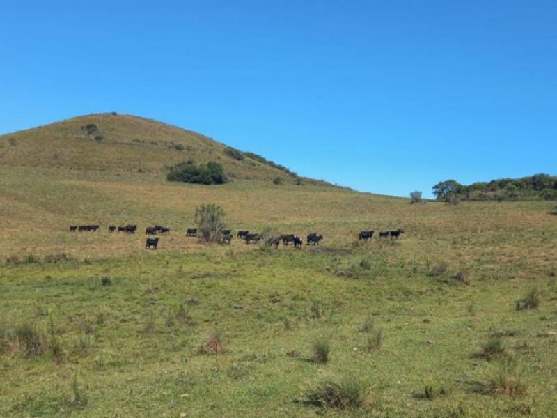 Campo en Tacuarembó, 3383has.