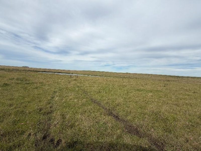 Campo en Tacuarembó: 415has.