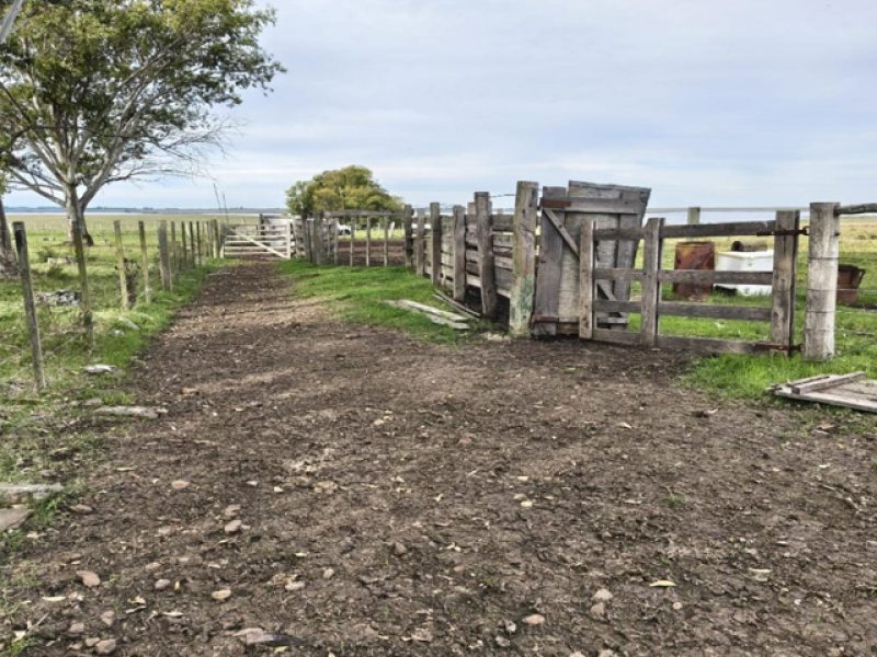 Campo en Tacuarembó: 415has.