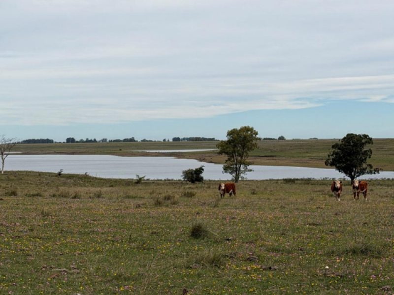 Campo en Tacuarembó: 415has.