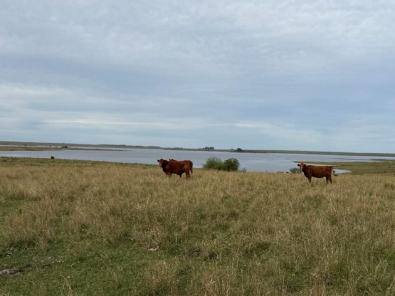 Campo en Tacuarembó: 415has.