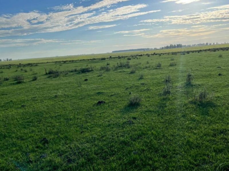 Campo en Paysandú: 920has.