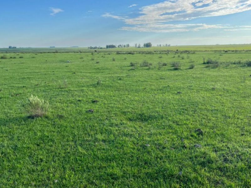 Campo en Paysandú: 920has.