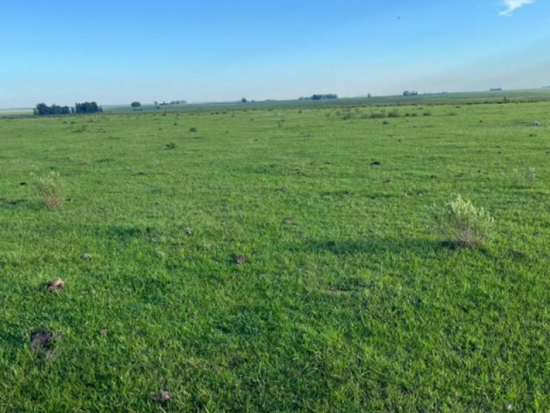 Campo en Paysandú: 920has.